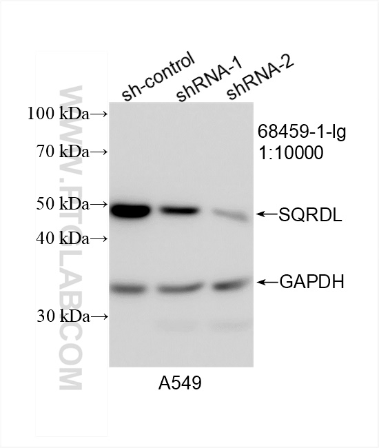 WB analysis of A549 using 68459-1-Ig