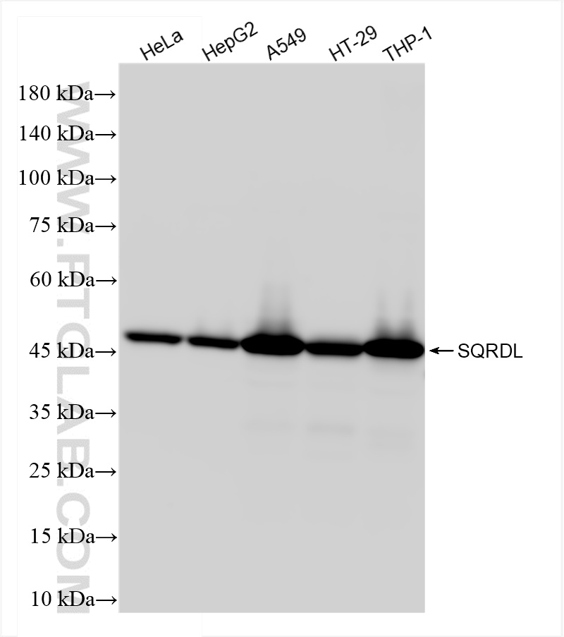 WB analysis using 83960-3-RR (same clone as 83960-3-PBS)