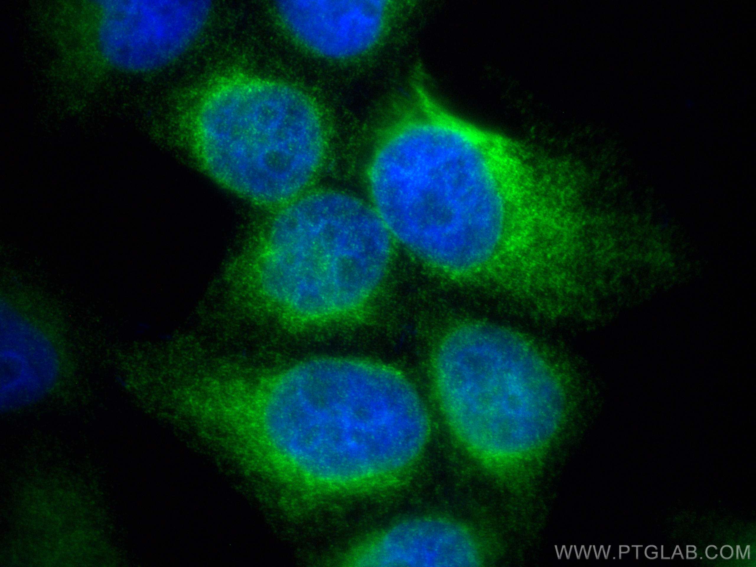 IF Staining of L02 using 83020-1-RR