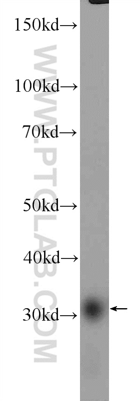 WB analysis of mouse testis using 26001-1-AP