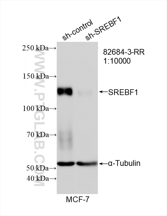 WB analysis of MCF-7 using 82684-3-RR