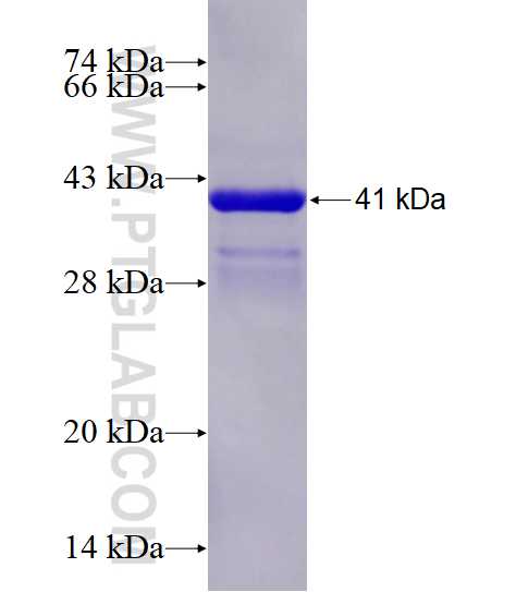 SREBF2 fusion protein Ag28205 SDS-PAGE