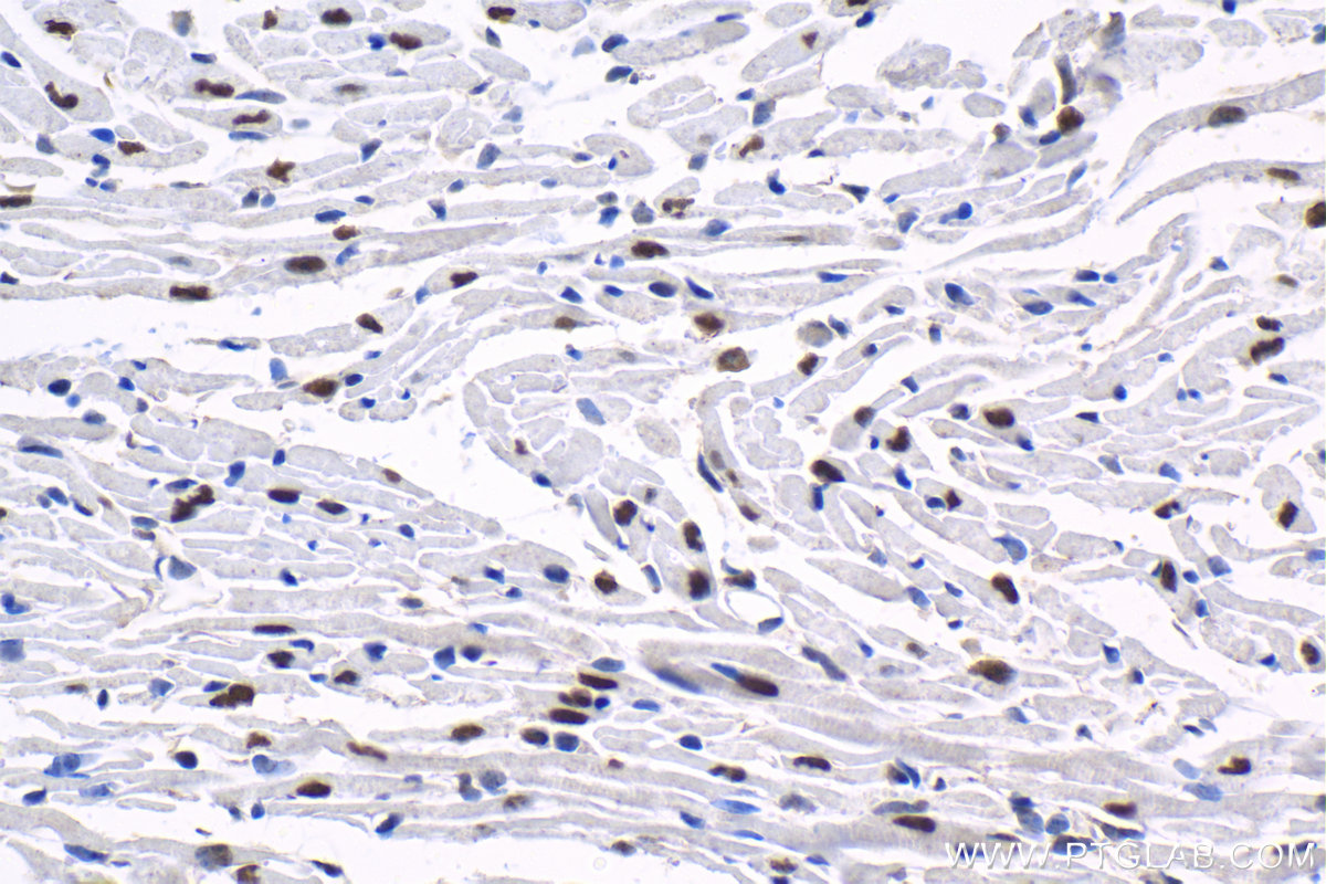 IHC staining of mouse heart using 16821-1-AP