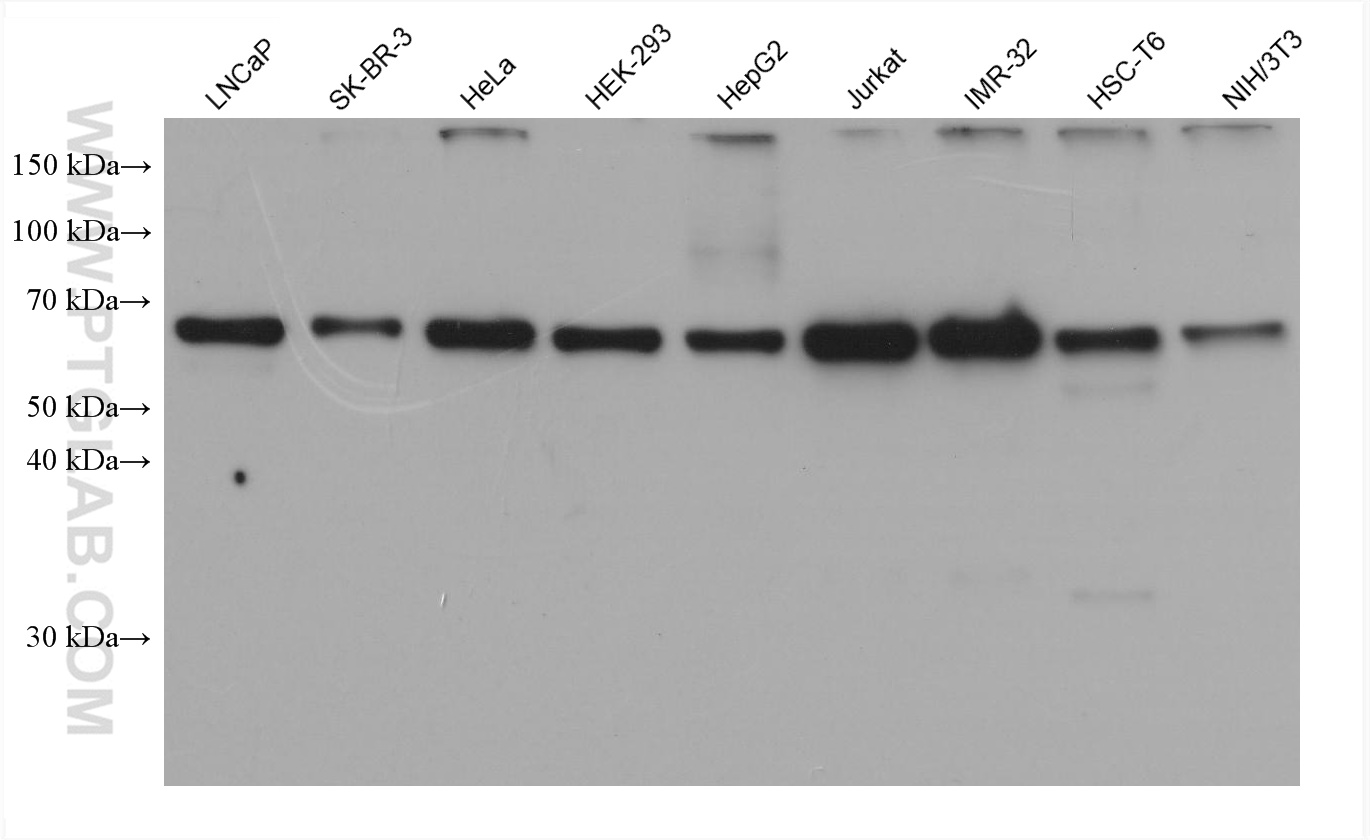 WB analysis using 66742-1-Ig