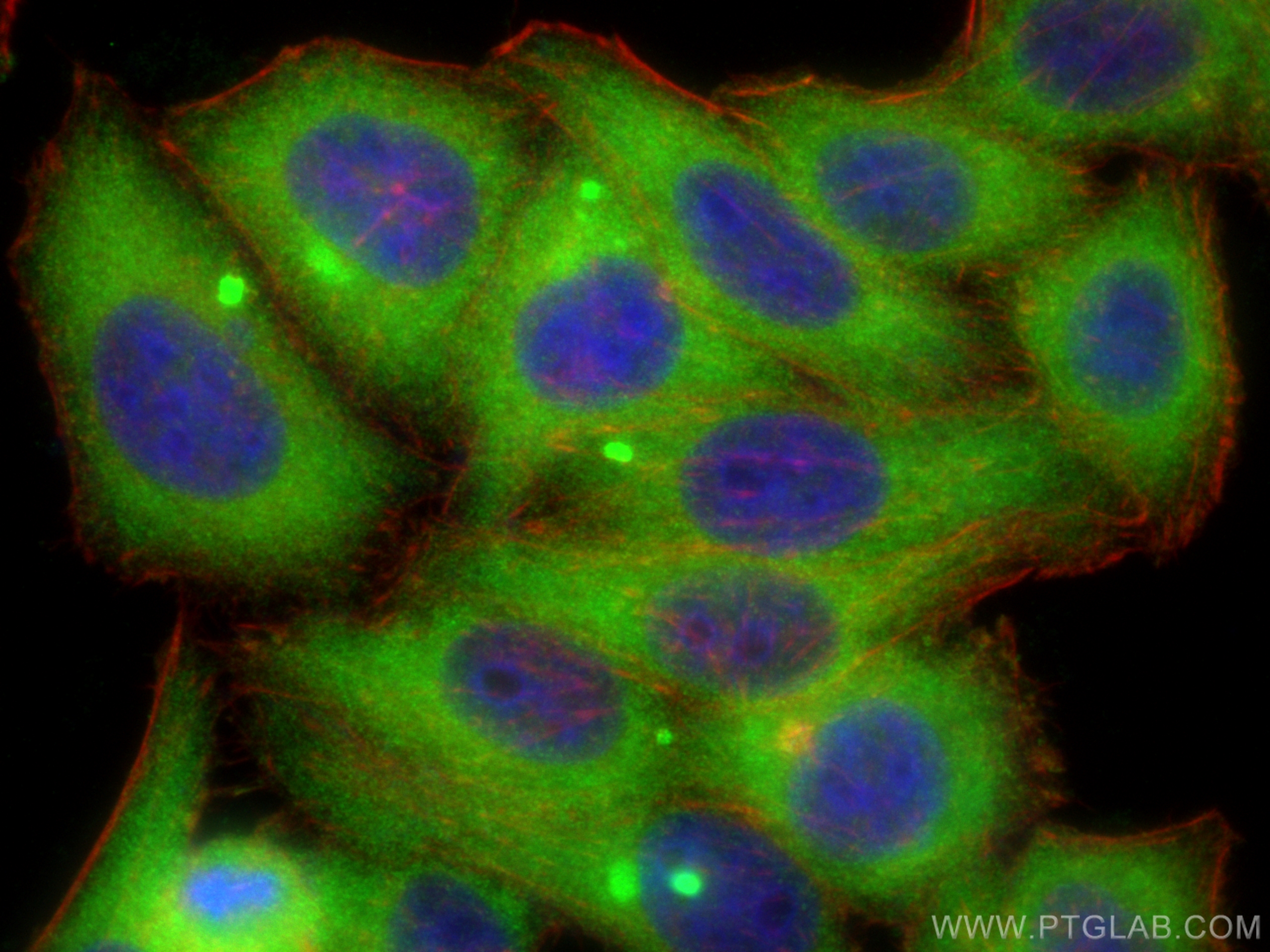 IF Staining of HepG2 using 11729-1-AP