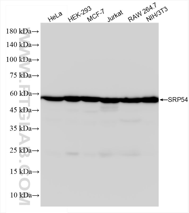 WB analysis using 84014-5-RR (same clone as 84014-5-PBS)