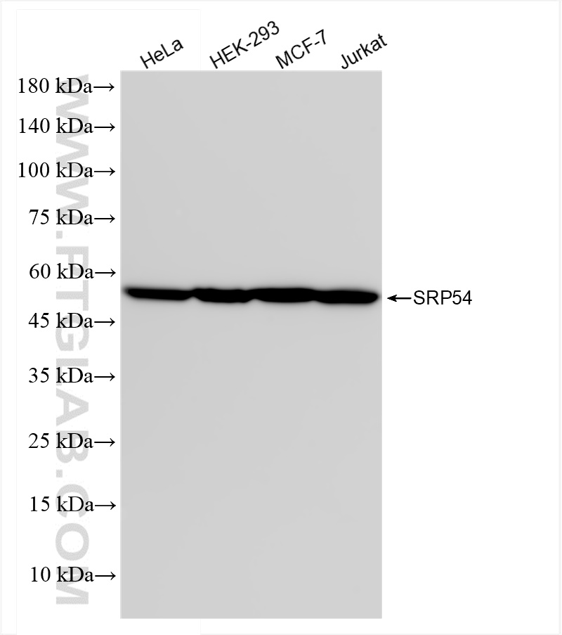 WB analysis using 84014-6-RR