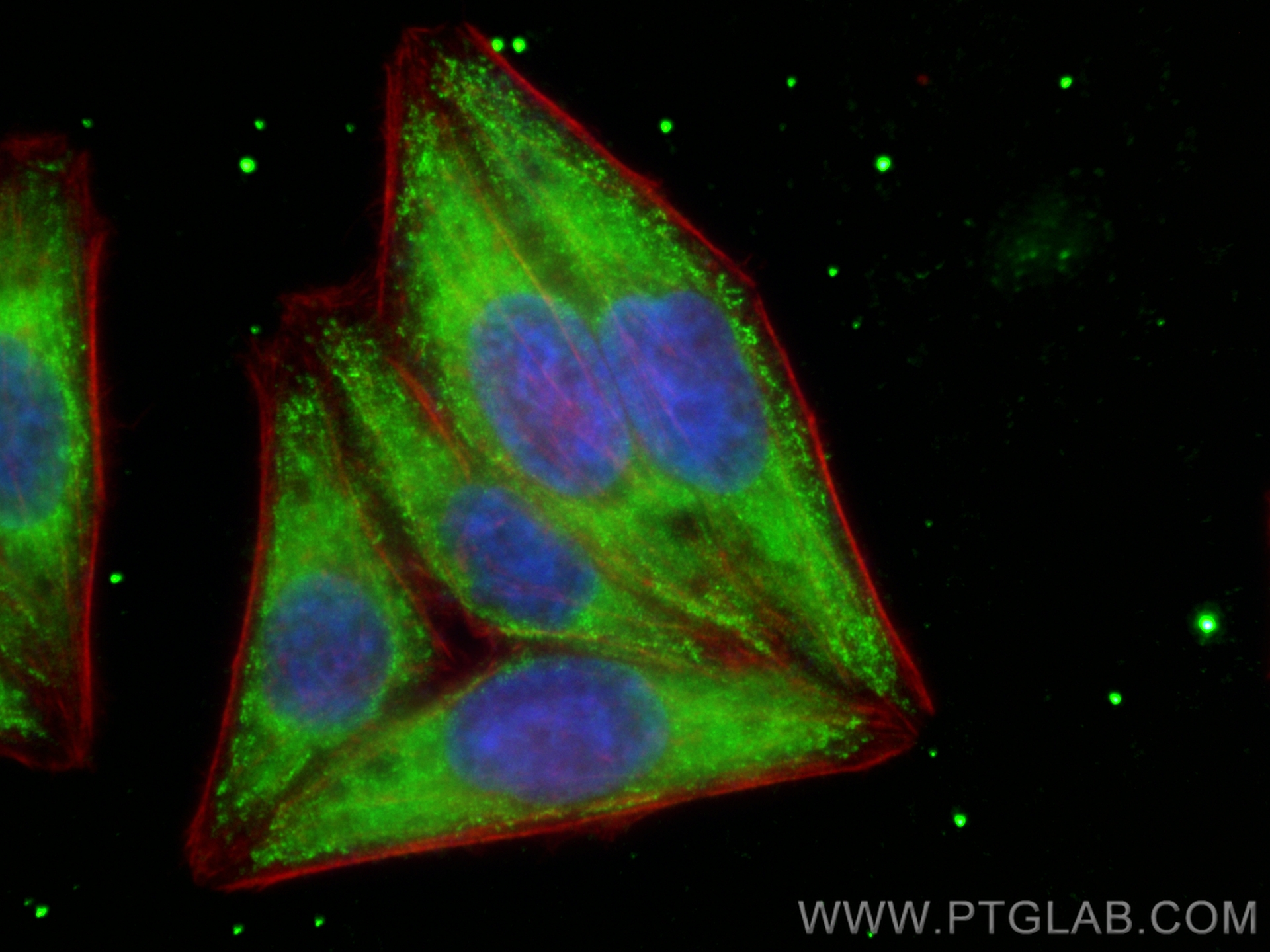 IF Staining of HepG2 using CL488-67005