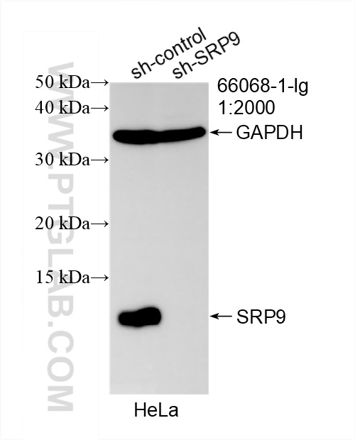 WB analysis of HeLa using 66068-1-Ig