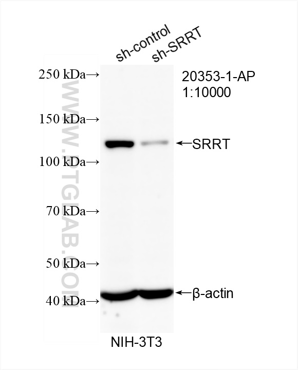 WB analysis of NIH/3T3 using 20353-1-AP