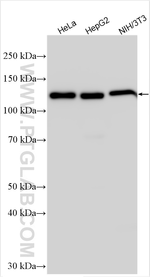 WB analysis using 20353-1-AP