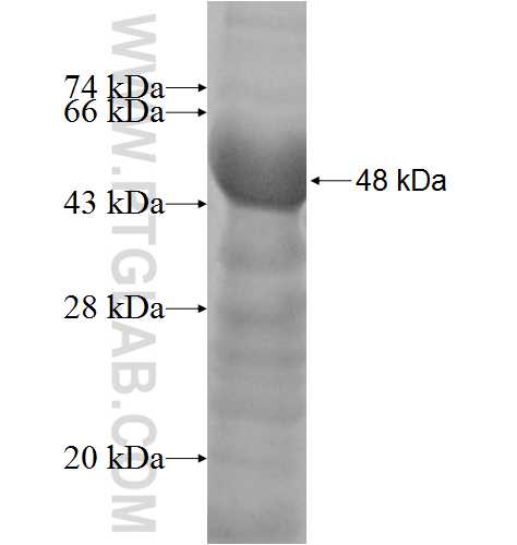 SSFA2 fusion protein Ag10063 SDS-PAGE