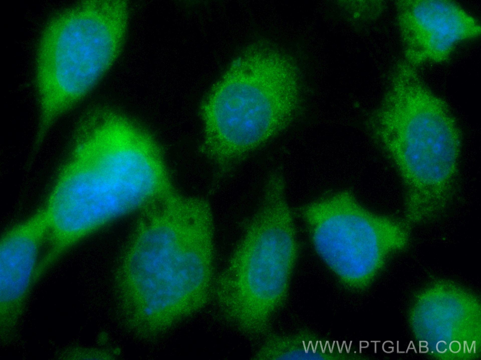 IF Staining of A431 using CL488-18324