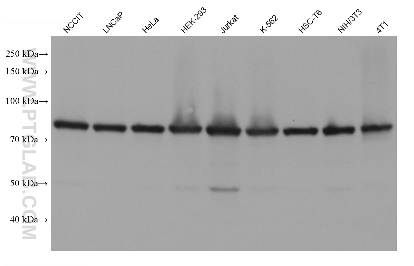 WB analysis using 67313-1-Ig