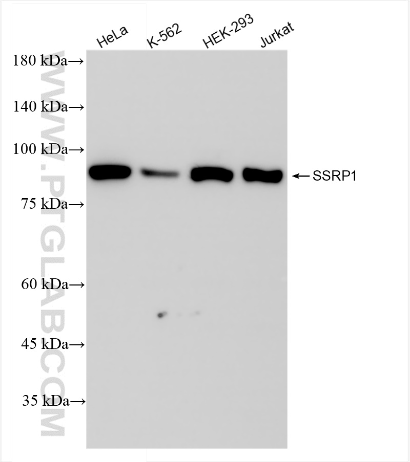 WB analysis using 84673-5-RR (same clone as 84673-5-PBS)