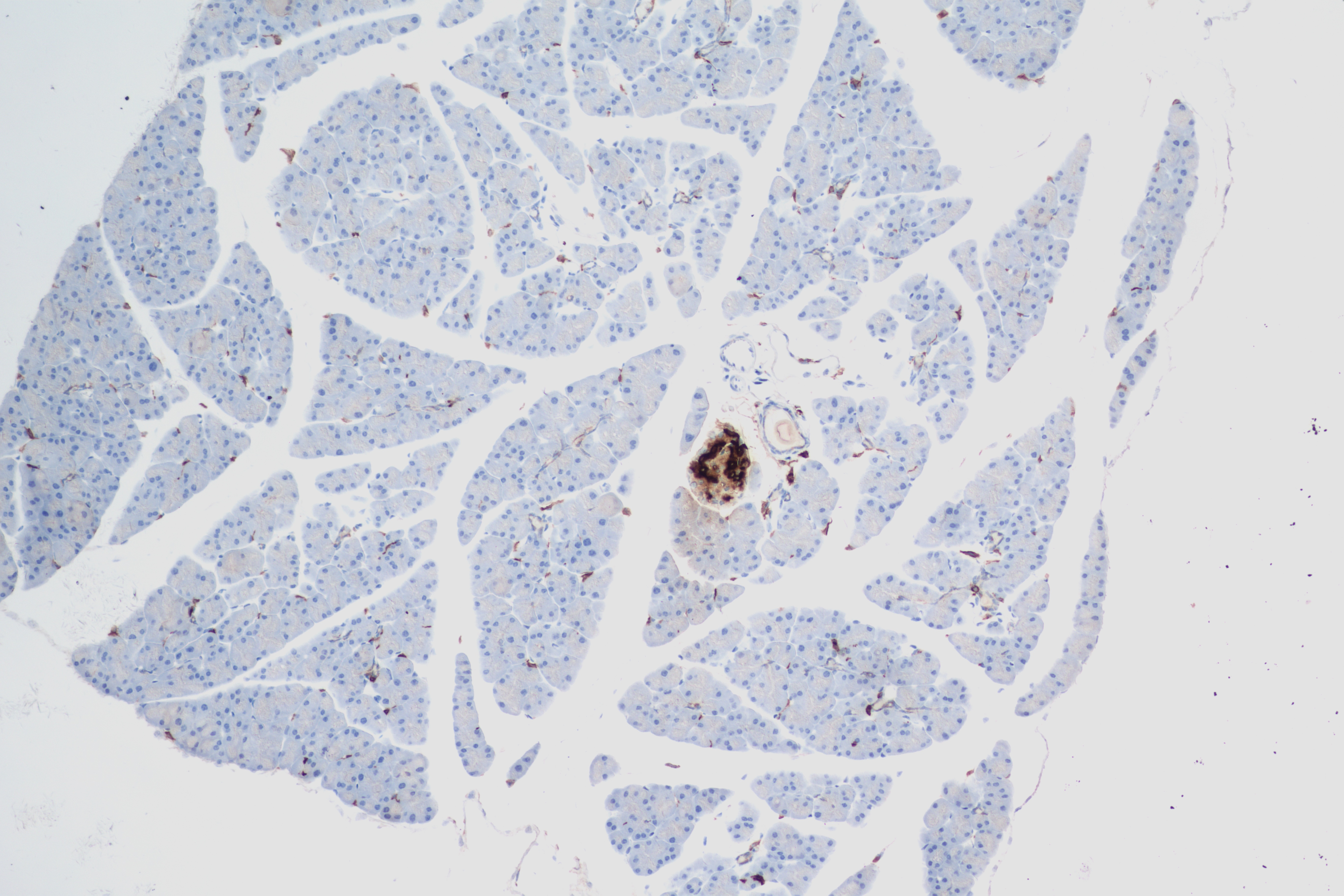 IHC staining of mouse pancreas using 84351-1-RR