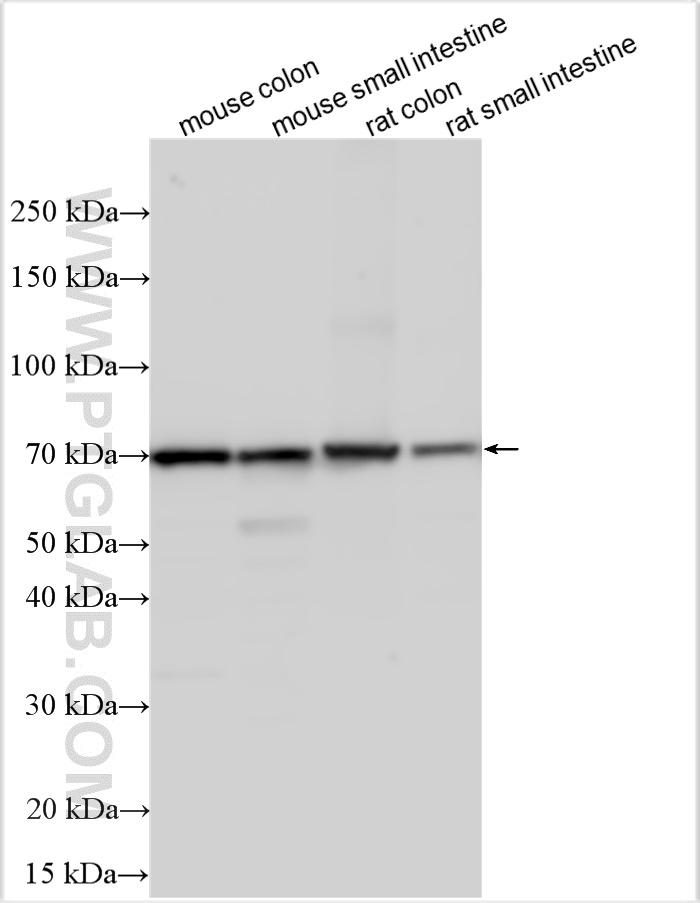 WB analysis using 15363-1-AP