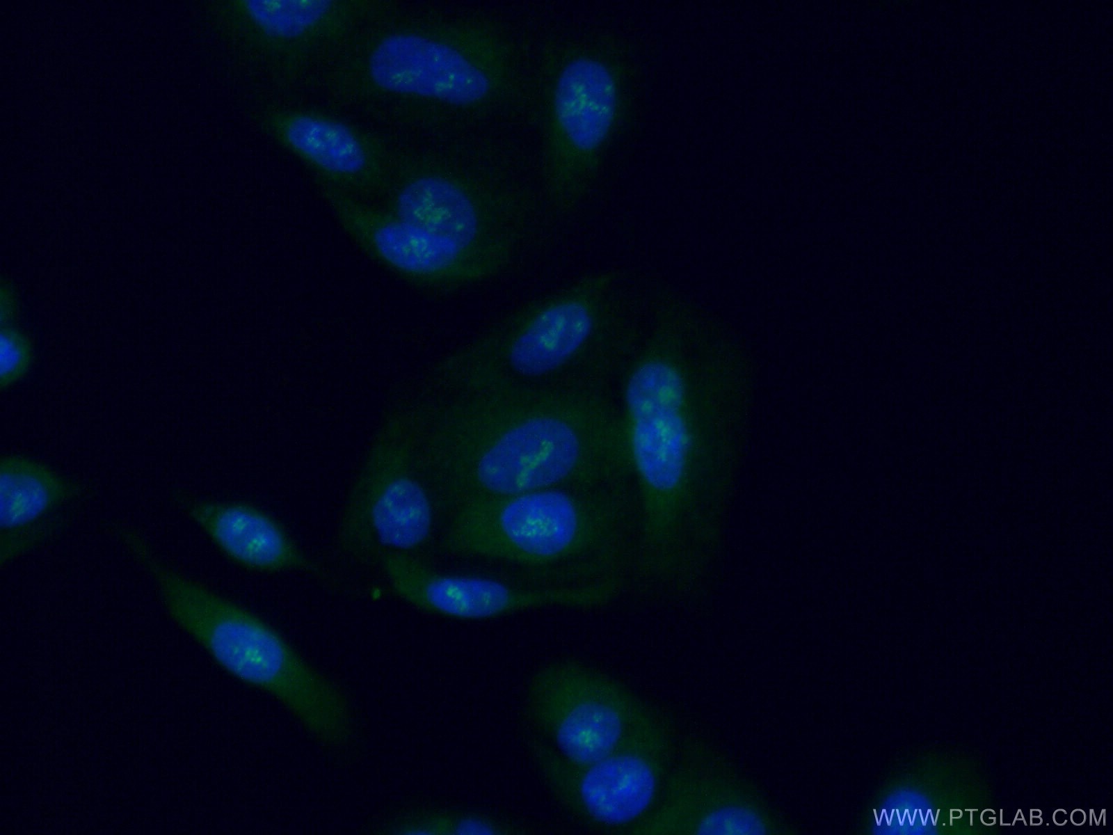 IF Staining of A549 using 23314-1-AP