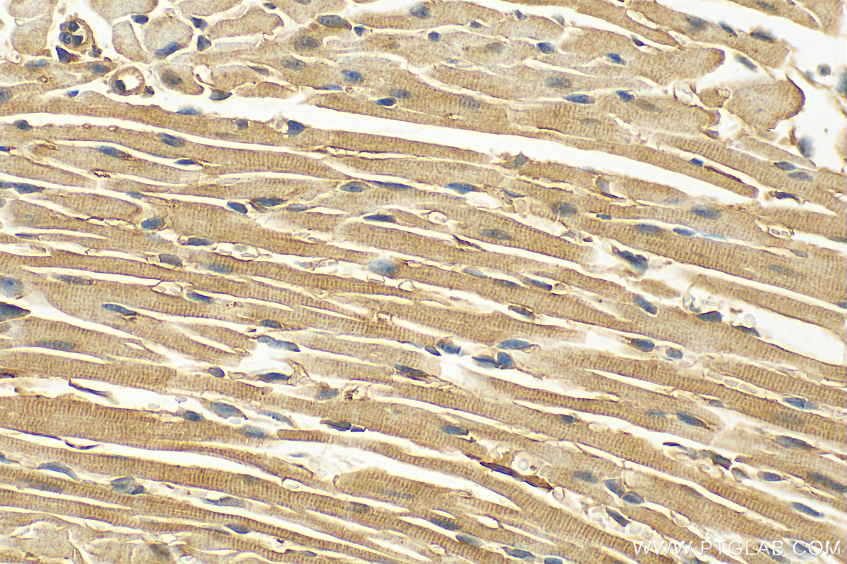 IHC staining of mouse heart using 13009-1-AP