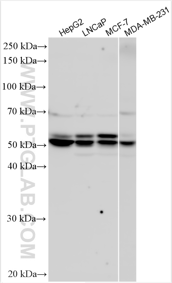 WB analysis using 30516-1-AP