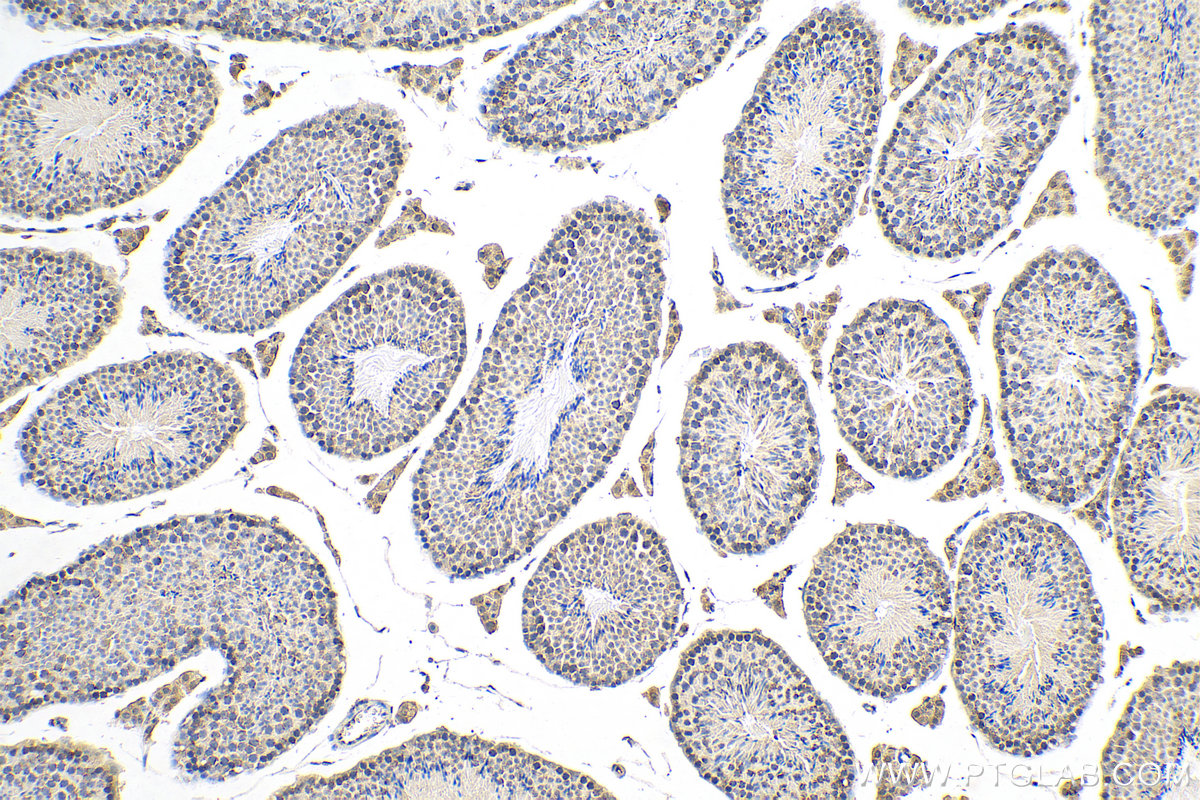 IHC staining of mouse testis using 80751-1-RR