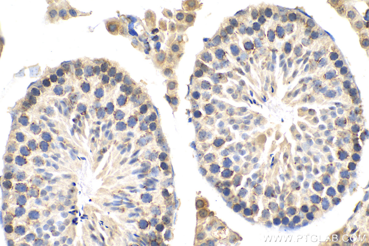 IHC staining of mouse testis using 80751-1-RR (same clone as 80751-1-PBS)