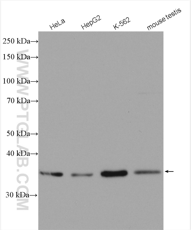 WB analysis using 15689-1-AP