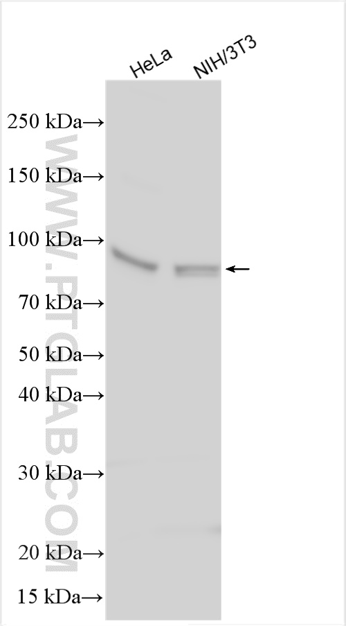 WB analysis using 10253-2-AP