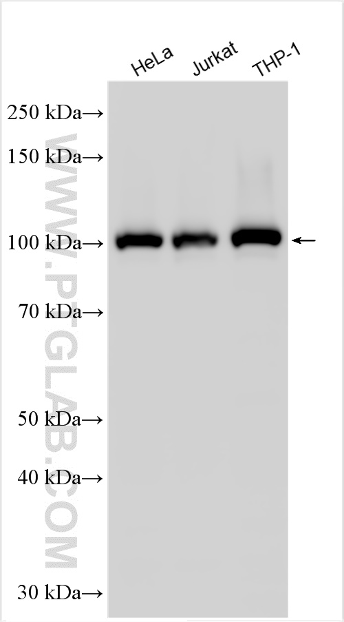 WB analysis using 51073-1-AP