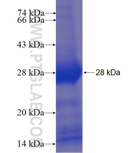 STAT6 fusion protein Ag23607 SDS-PAGE