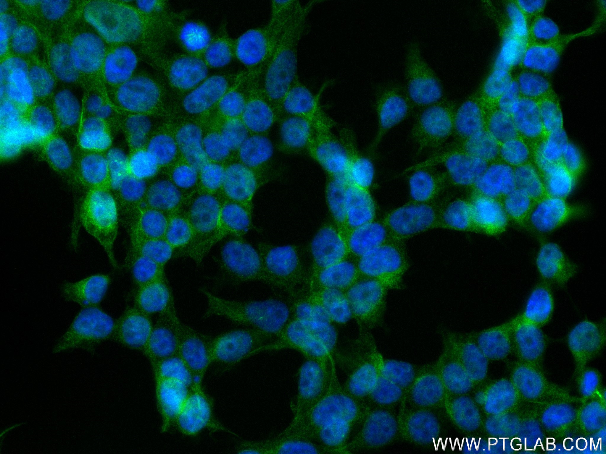 IF Staining of HEK-293 using 83611-3-RR (same clone as 83611-3-PBS)