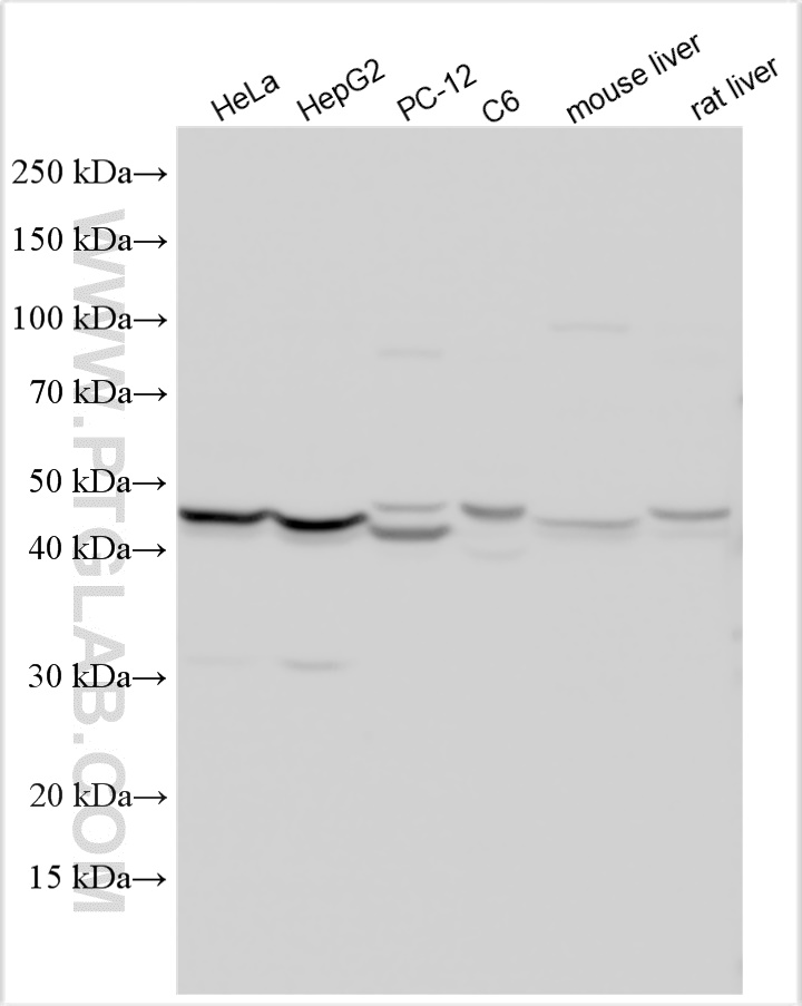 WB analysis using 28478-1-AP