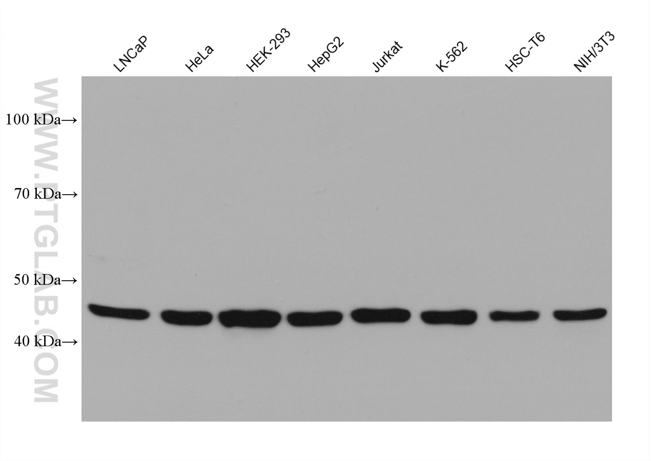 WB analysis using 66719-1-Ig