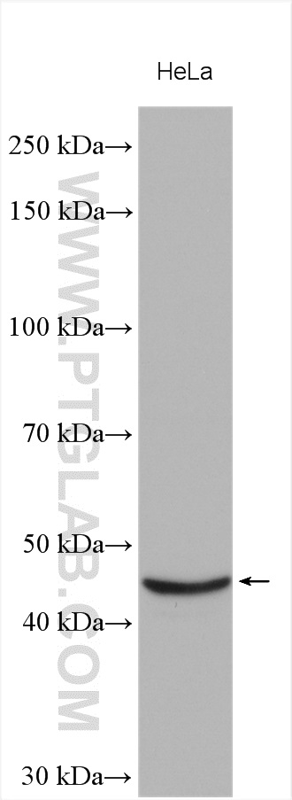 WB analysis using 16223-1-AP