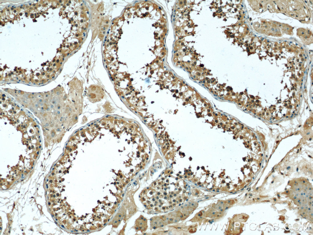 IHC staining of human testis using 66090-1-Ig