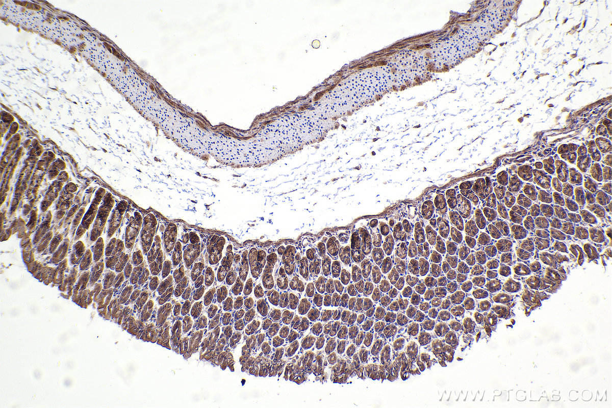 IHC staining of mouse stomach using 23966-1-AP