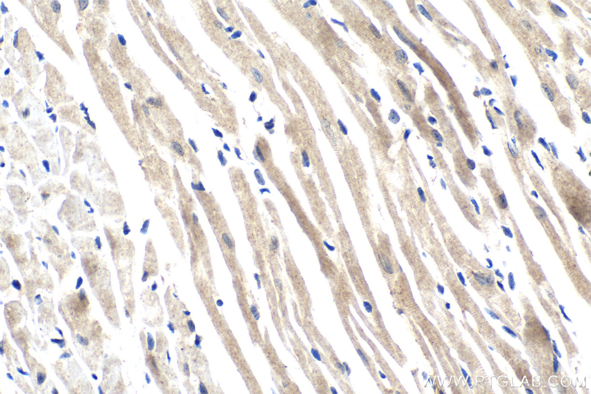 IHC staining of mouse heart using 11036-1-AP