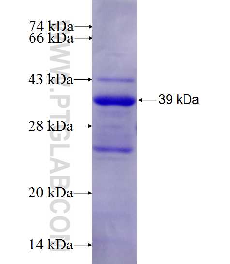 STX16 fusion protein Ag27926 SDS-PAGE