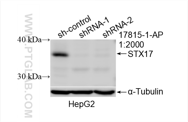 WB analysis of HepG2 using 17815-1-AP