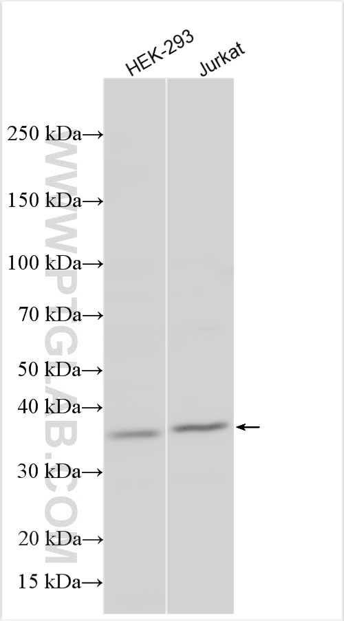 WB analysis using 17815-1-AP