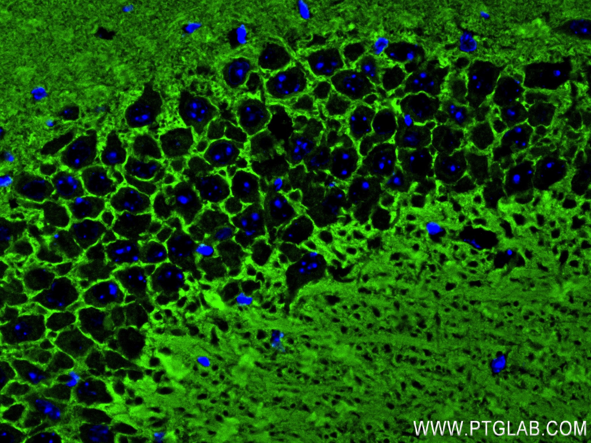 IF Staining of mouse brain using 83298-1-RR (same clone as 83298-1-PBS)