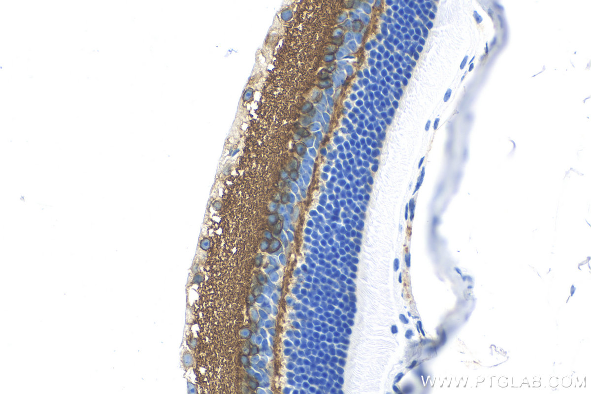 IHC staining of mouse eye using 83298-1-RR (same clone as 83298-1-PBS)