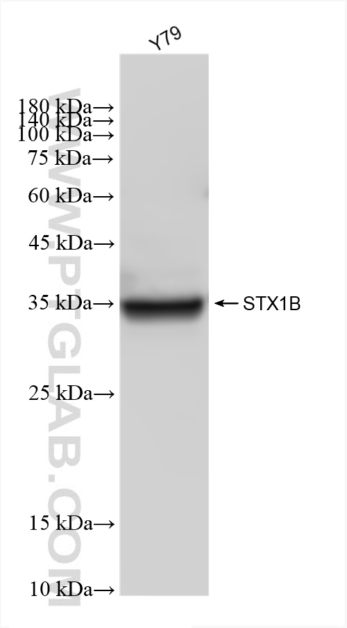 WB analysis of Y79 using 83298-1-RR