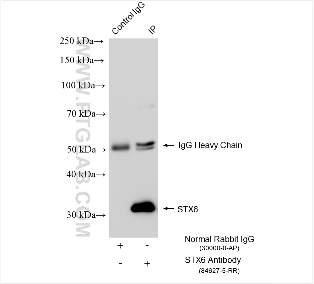 IP experiment of mouse brain using 84627-5-RR (same clone as 84627-5-PBS)