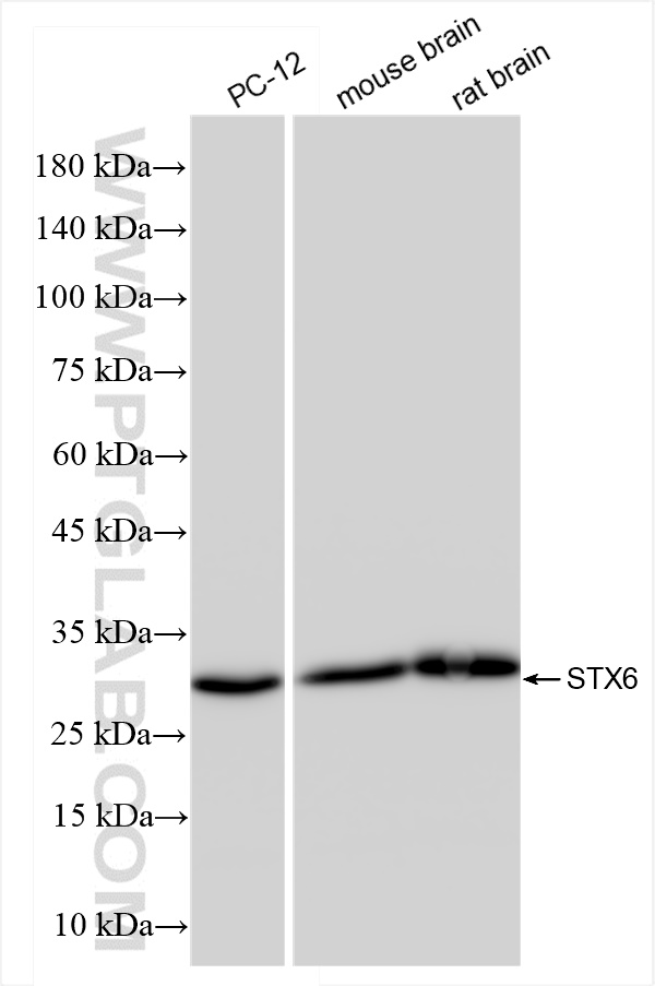 Syntaxin 6