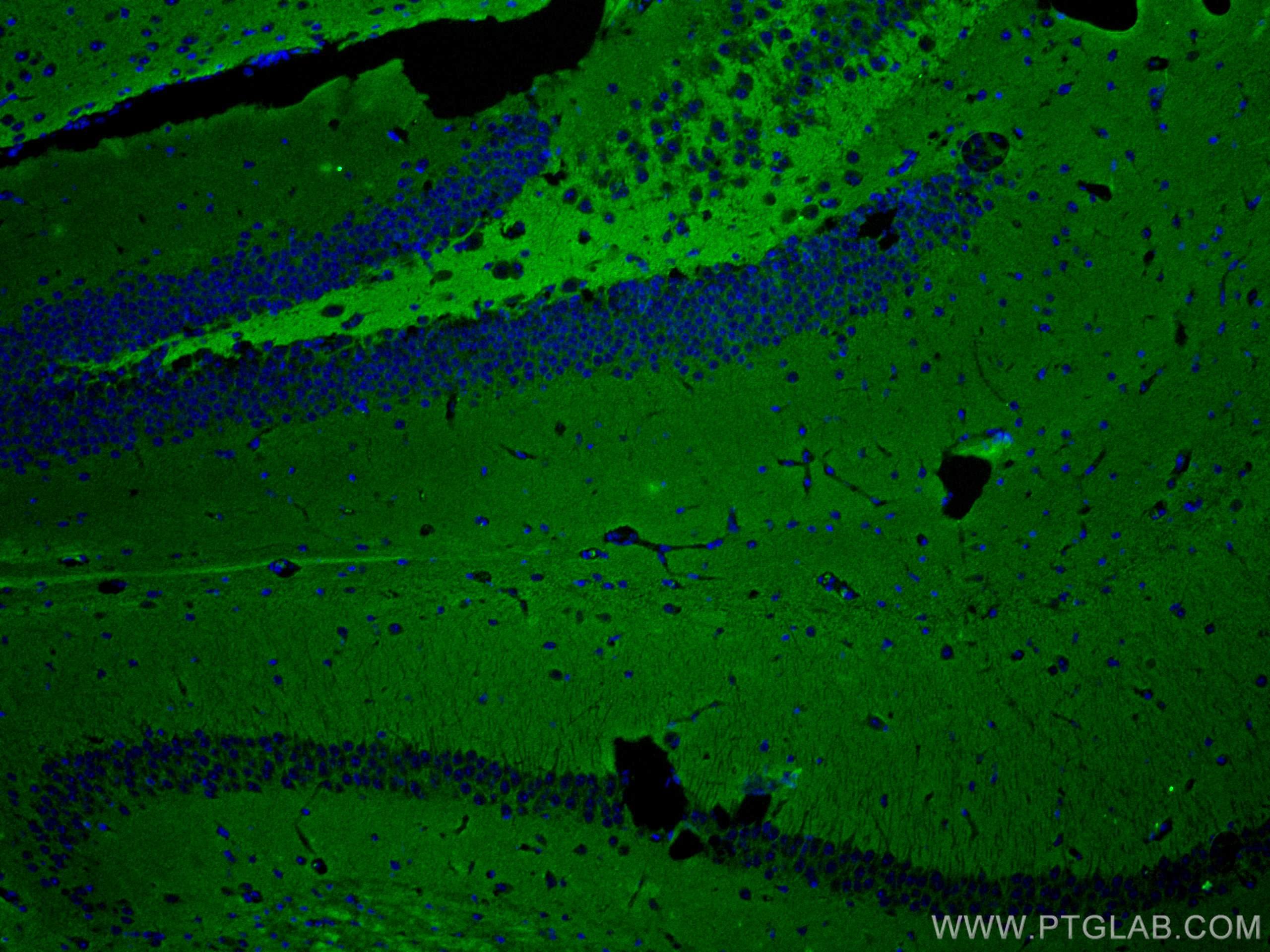 IF Staining of mouse brain using 67137-1-Ig (same clone as 67137-1-PBS)