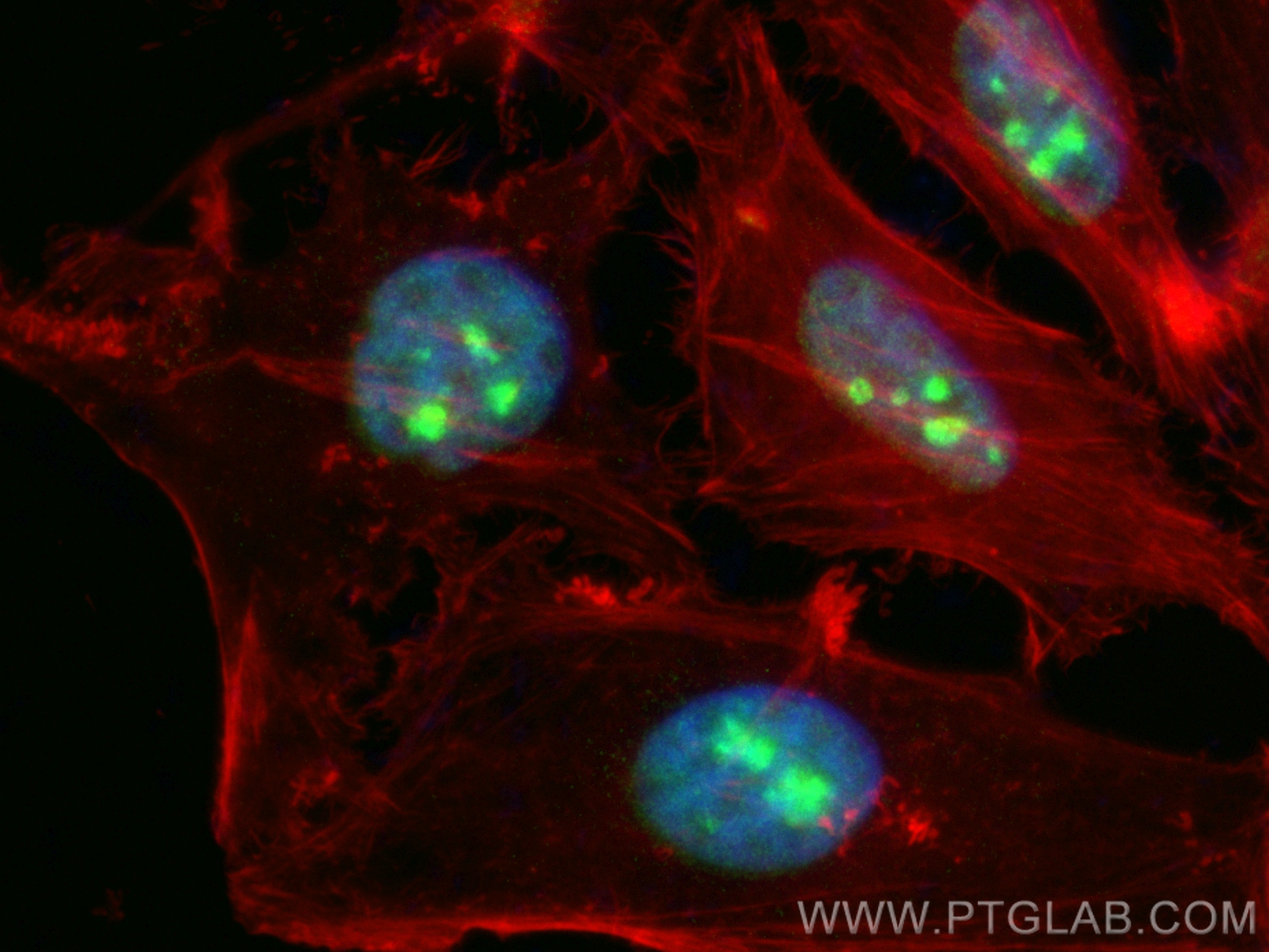 IF Staining of HeLa using CL488-10948