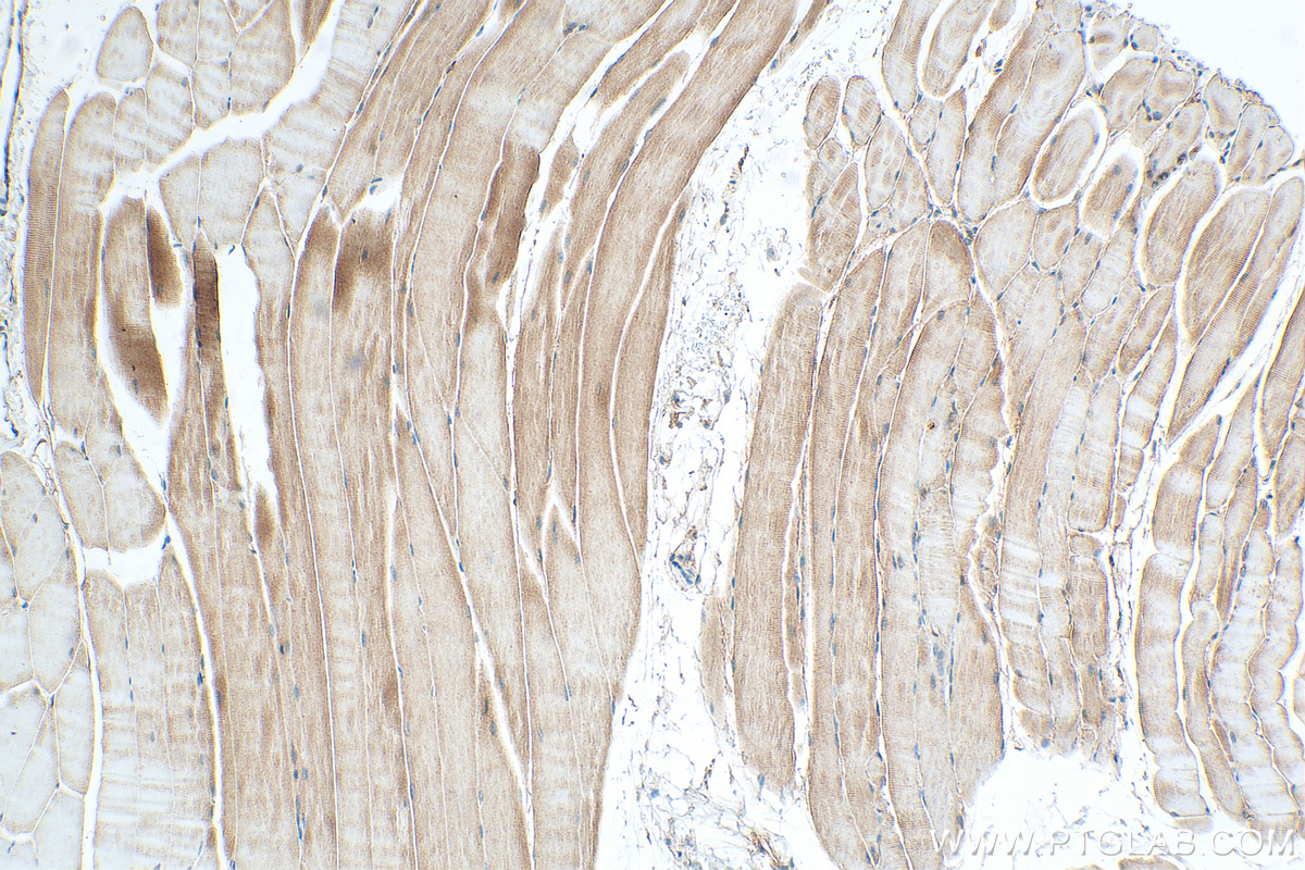 IHC staining of mouse skeletal muscle using 27438-1-AP (same clone as 27438-1-PBS)