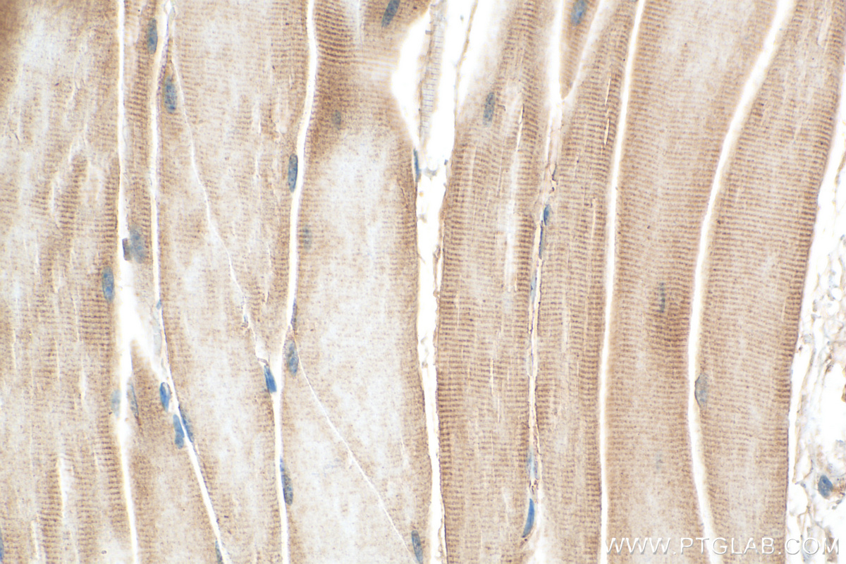 IHC staining of mouse skeletal muscle using 27438-1-AP (same clone as 27438-1-PBS)