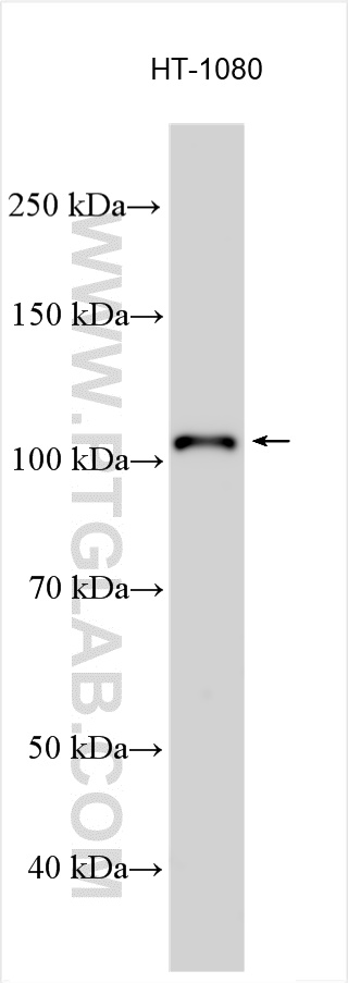 WB analysis using 27438-1-AP (same clone as 27438-1-PBS)
